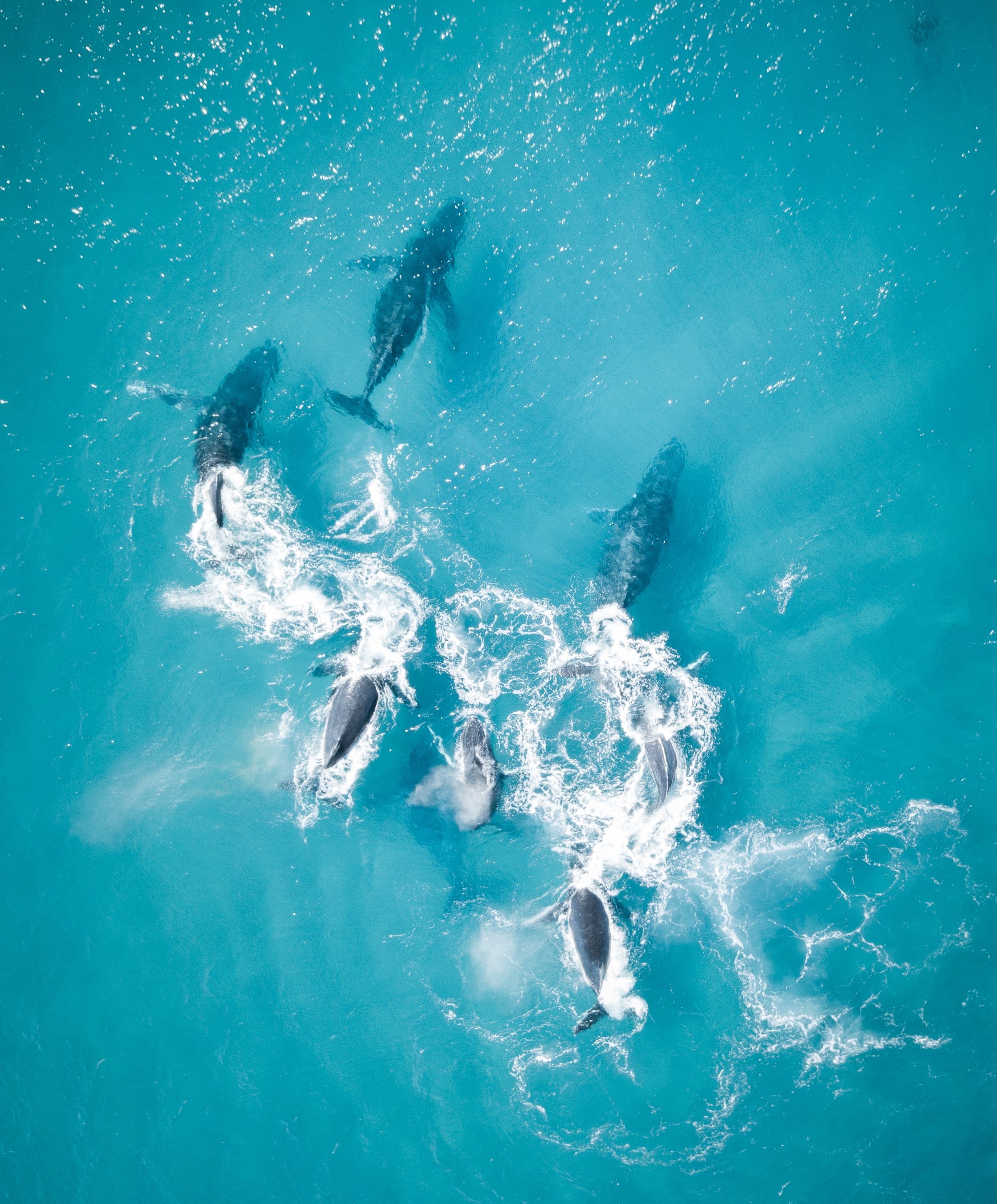 K'gari fraser island dolphin watching