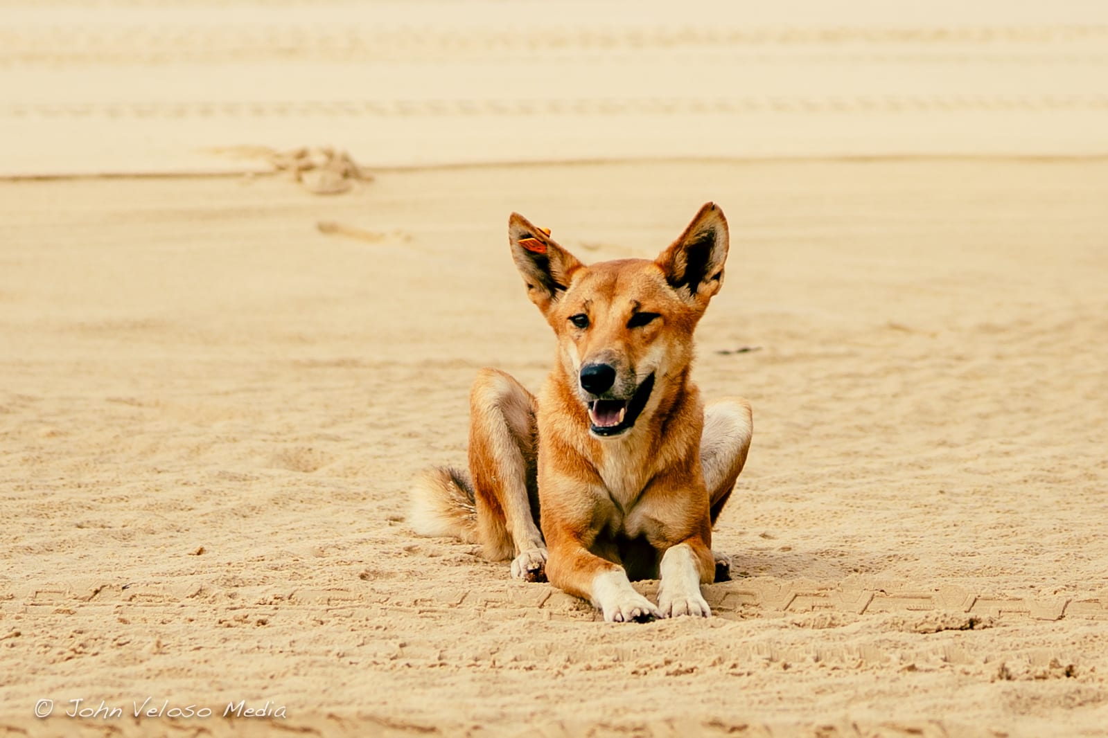 fraser island dingoes