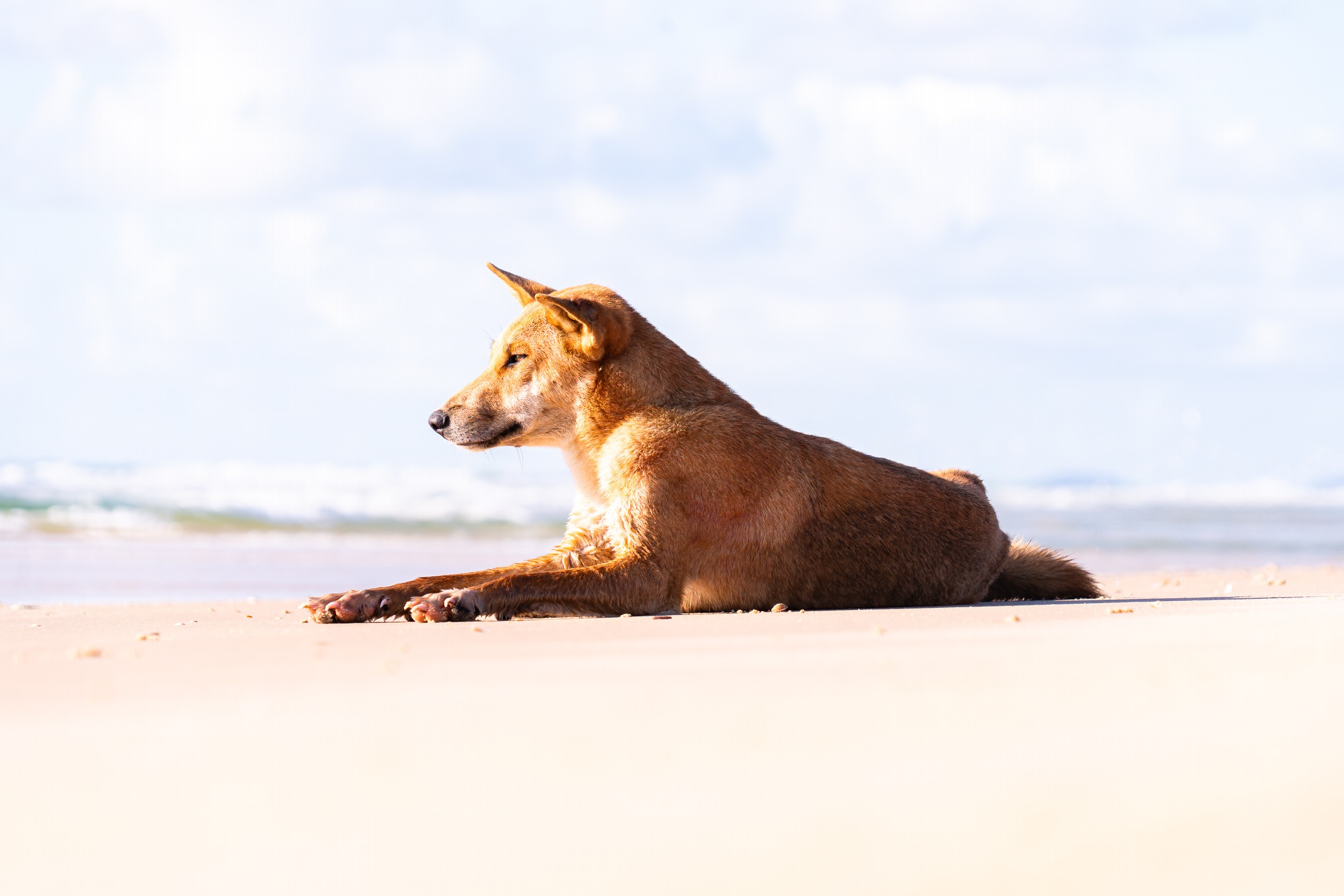 K’gari Dingoes: A Visitor’s Guide to Safety and Coexistence