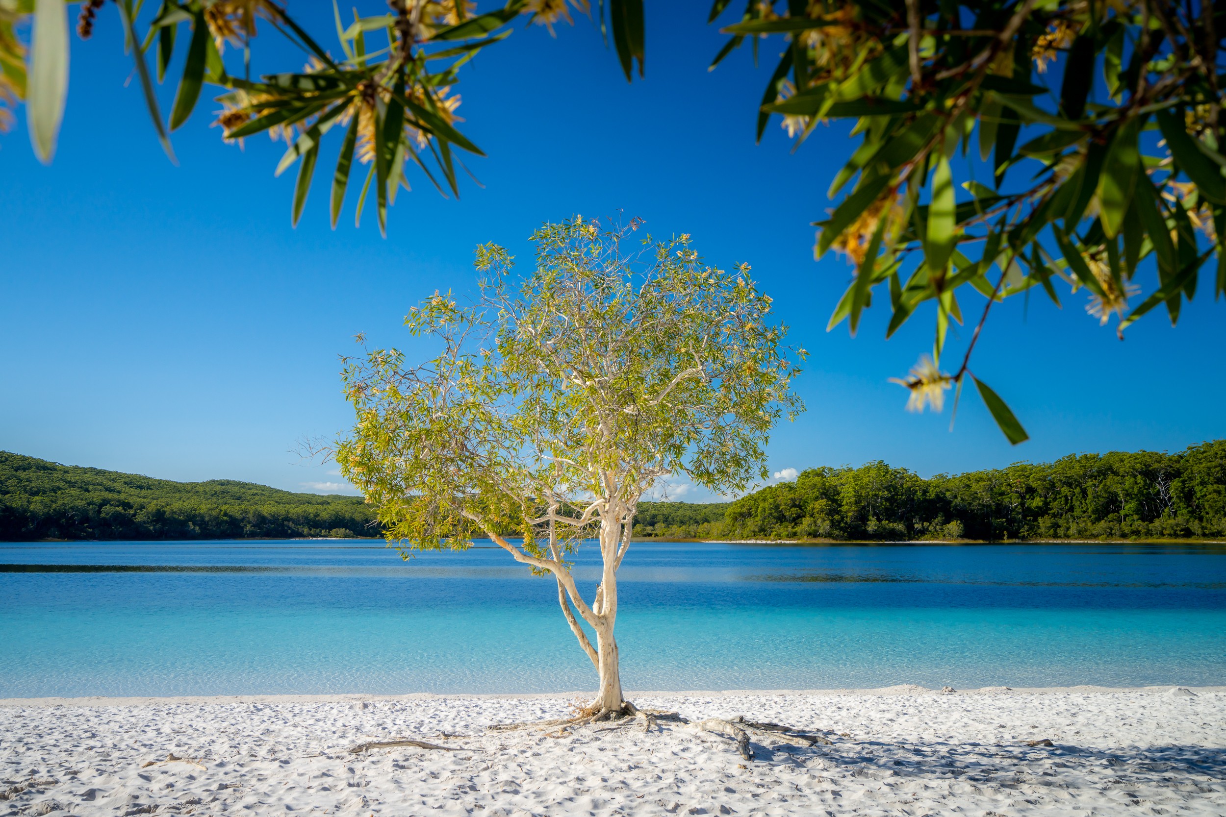 Fraser Island Day Trip: Tour or Self-Drive? Tips from Locals