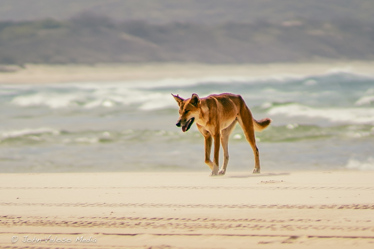 Things to Do on K’gari Fraser Island: Explore While Protecting The Wildlife