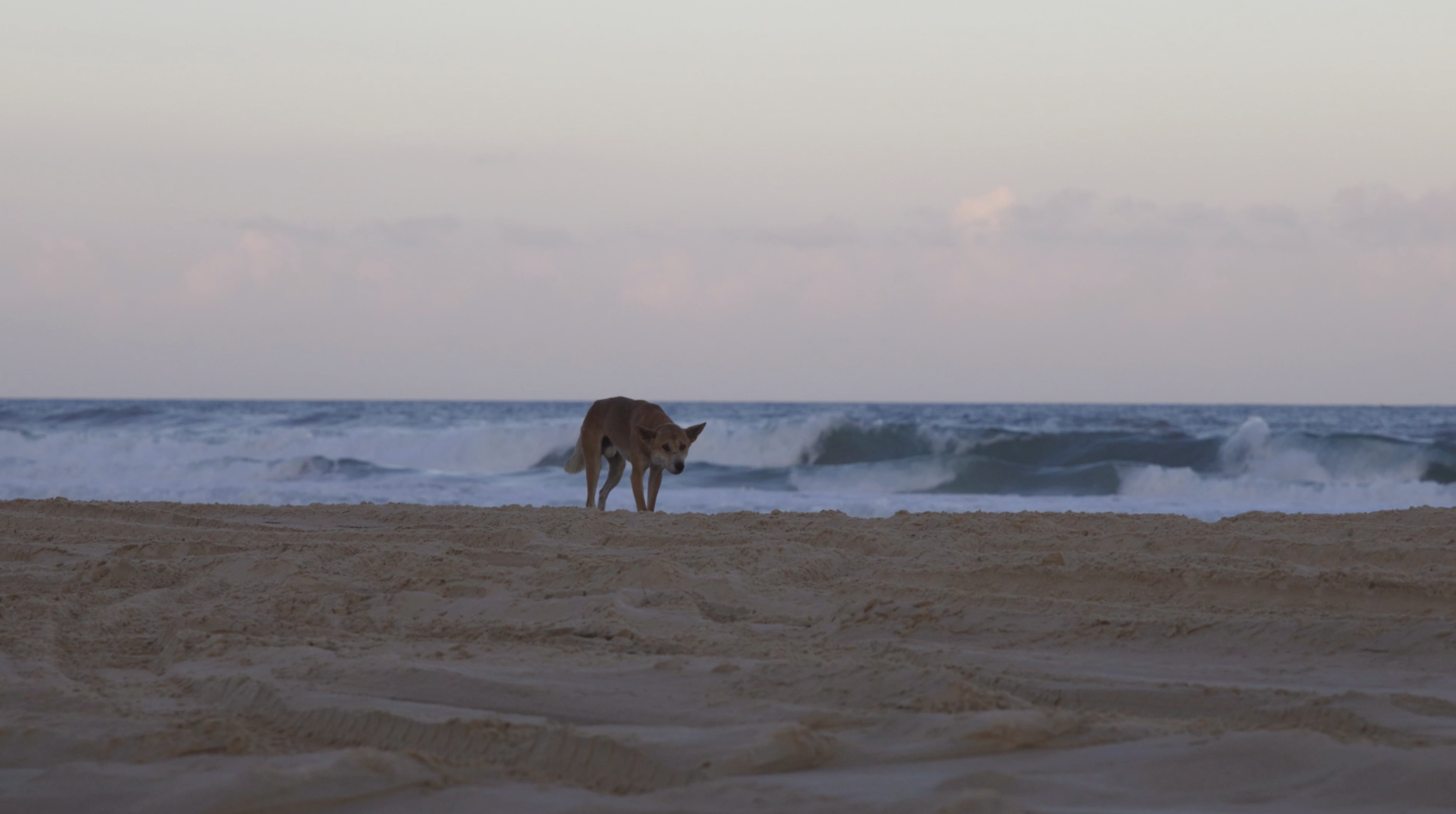 Dingo Behaviour on K’gari: Local Tips for Safe Encounters